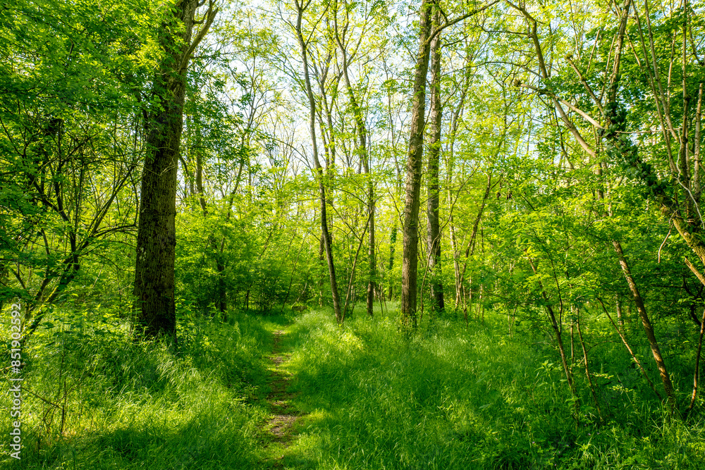 A narrow pathway meanders through verdant woods, surrounded by tall trees and vibrant green foliage. The serene and lush environment invites quiet exploration and connection with nature. A narrow pathway meanders through verdant woods, surrounded by tall trees and vibrant green foliage. The serene and lush environment invites quiet exploration and connection with nature.