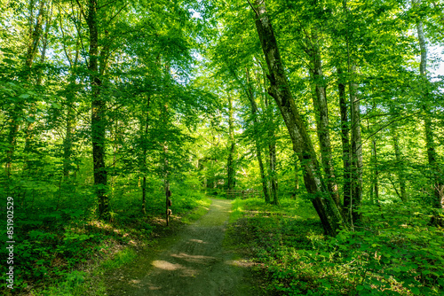 Fototapeta Naklejka Na Ścianę i Meble -  A serene forest trail winding through lush green trees, dappled with sunlight. The peaceful pathway offers an inviting escape into nature, perfect for a quiet walk and reflection