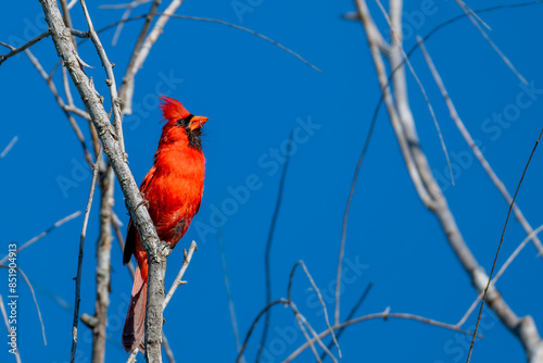 red cardinal bird