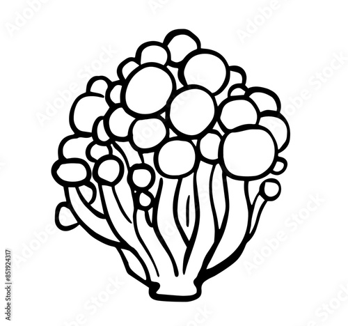 Buna Shimeji mushroom. Fungus hand drawn illustration. Simple mushrooms icon.	