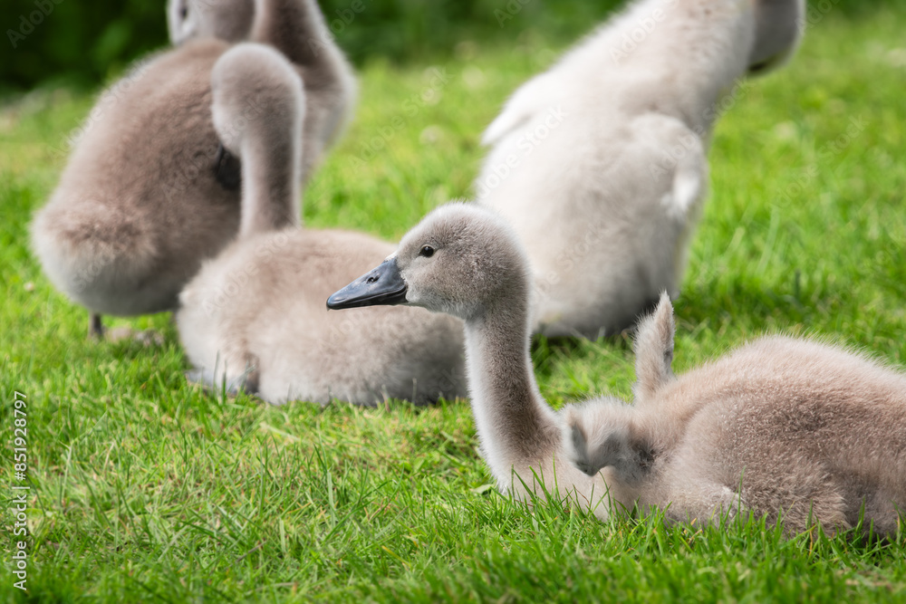Mute swan (Cygnus olor) chick, about three weeks old, spreads its small wings after resting Mute swan (Cygnus olor) chick, about three weeks old, spreads its small wings after resting