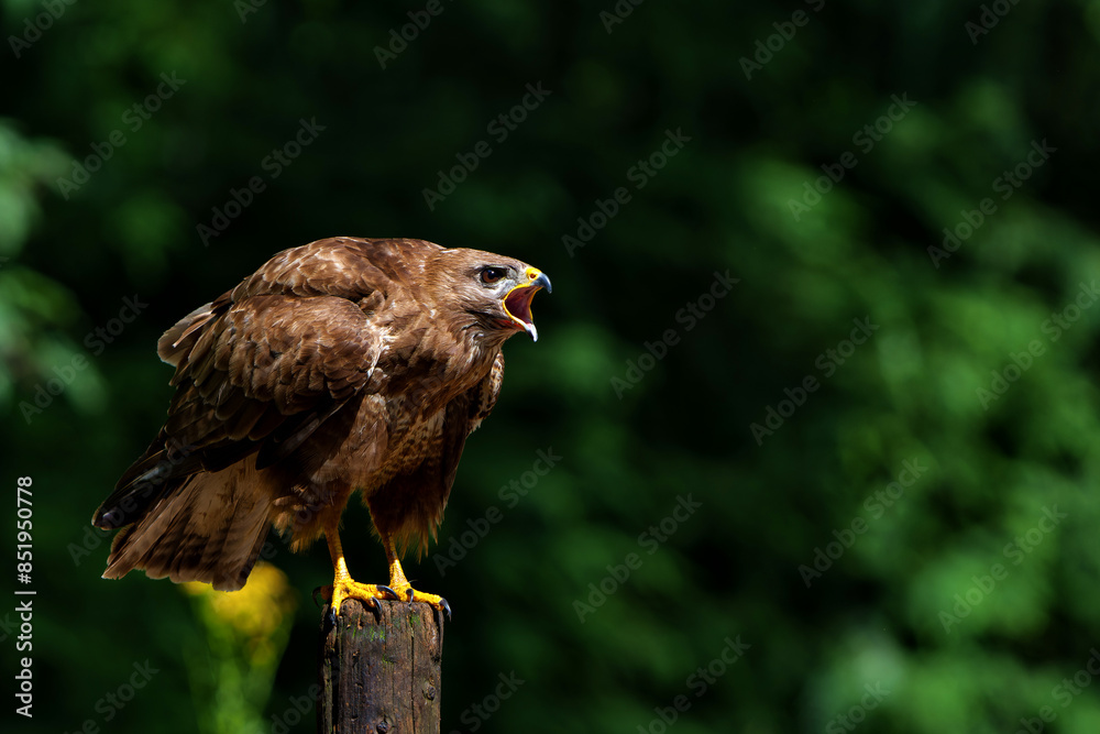 Common Buzzard (Buteo buteo) searching for food in the forest of Noord Brabant in the Netherlands. Forest background Common Buzzard (Buteo buteo) searching for food in the forest of Noord Brabant in the Netherlands. Forest background