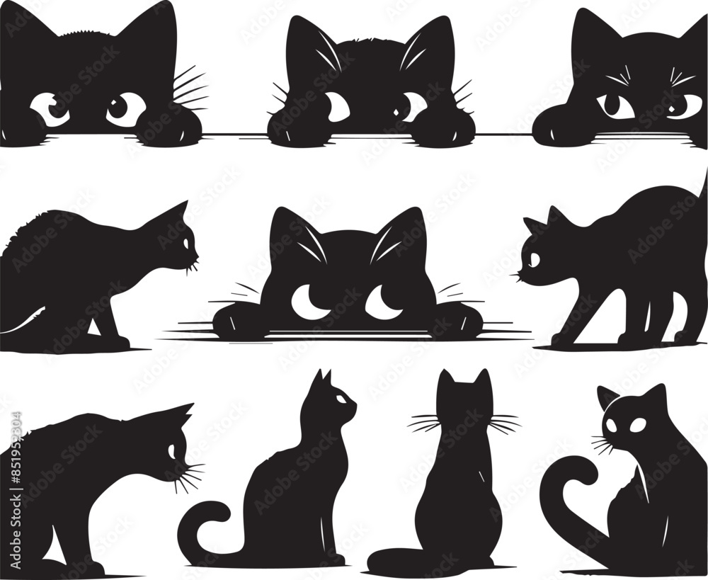 black and white cat black and white cat