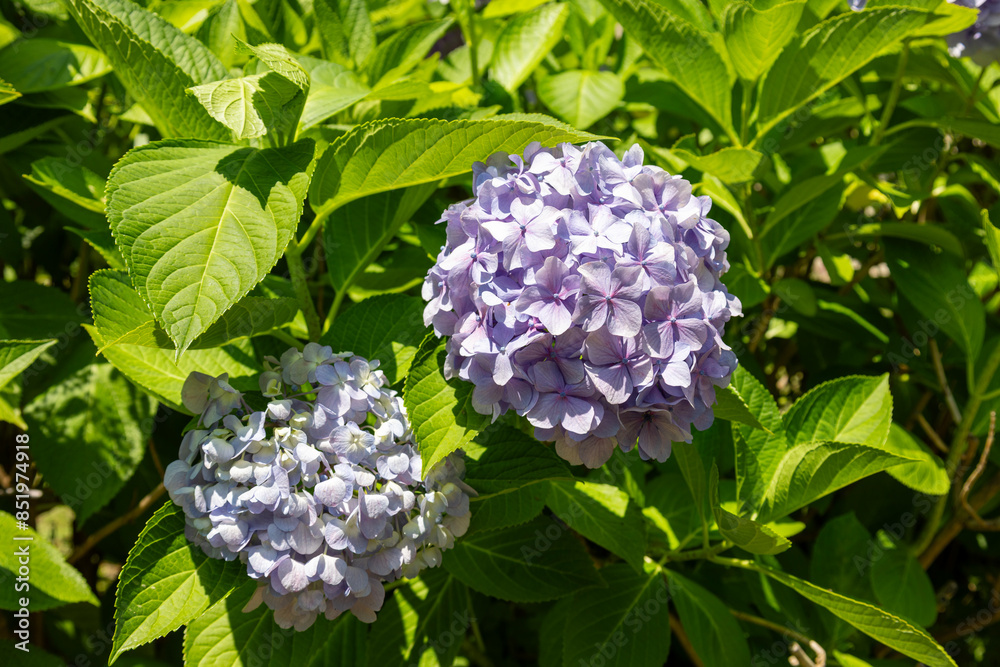 青紫色の紫陽花 青紫色の紫陽花