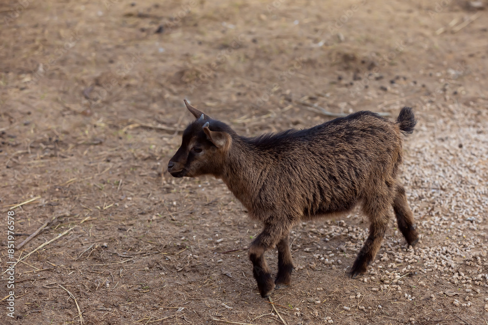 Young dwarf goat (cameroon dwarf goat) standing on the ground Young dwarf goat (cameroon dwarf goat) standing on the ground