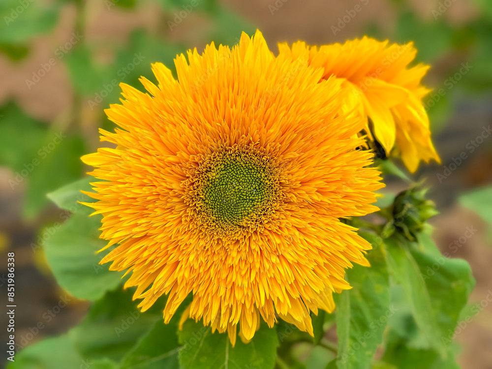 Naklejka premium Blooming sunflower farm field, big bright yellow sunflower, agriculture concept harvest. Growing seeds for oil
