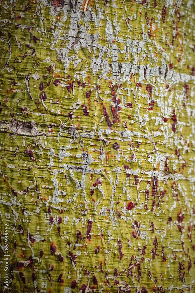 Fototapeta premium wooden background