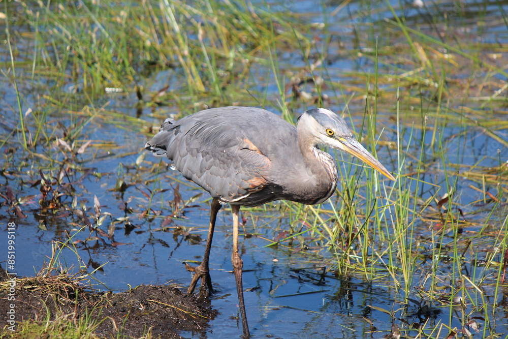 Obraz premium Great blue heron in the park on the lake