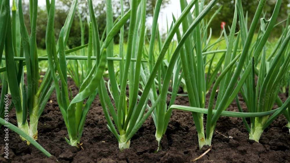 Green onion bed. Panorama. Growing vitamin greens for the table. Green onion bed. Panorama. Growing vitamin greens for the table.