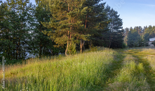 A lush green clearing in a dense forest with tall pine trees casting long shadows on the ground. The morning sun peeks through the branches, illuminating the scene with a golden glow.