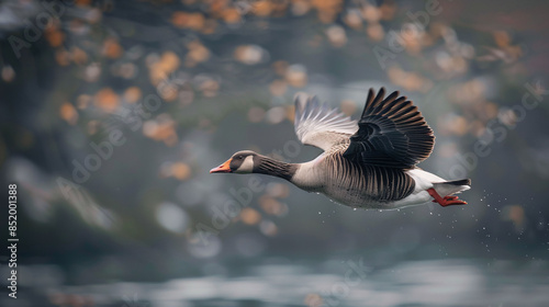 Wild graylag goose fly over blue water river (Anser anser). photo