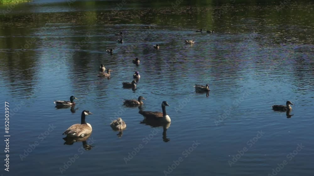 ducks on the lake ducks on the lake