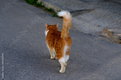 Cat Walking Away on a Country Road,Capture the serene beauty of a cat walking away along a quiet country road, showcasing the peaceful rhythm of rural life. Ideal for nature lovers, pet 