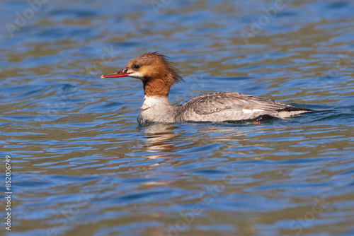 Female common merganser (mergus merganser) photographed swimming in Blue Lake in Lassen County California, USA