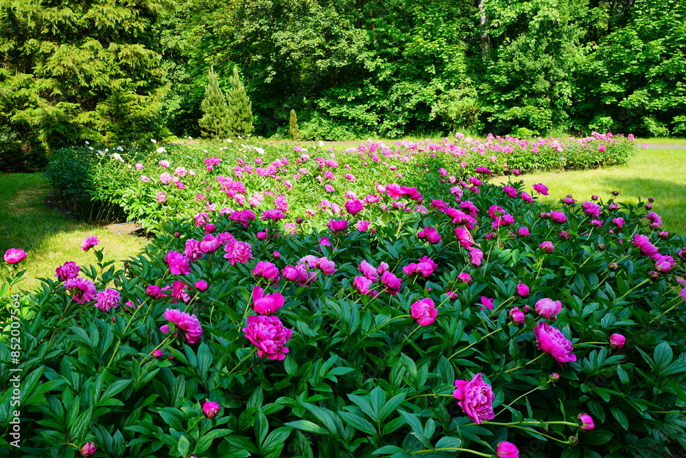 Beautiful blooming peonies (Paeonia) - beautiful green areas of the city Beautiful blooming peonies (Paeonia) - beautiful green areas of the city