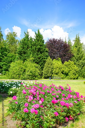 Beautiful blooming peonies (Paeonia) - beautiful green areas of the city 