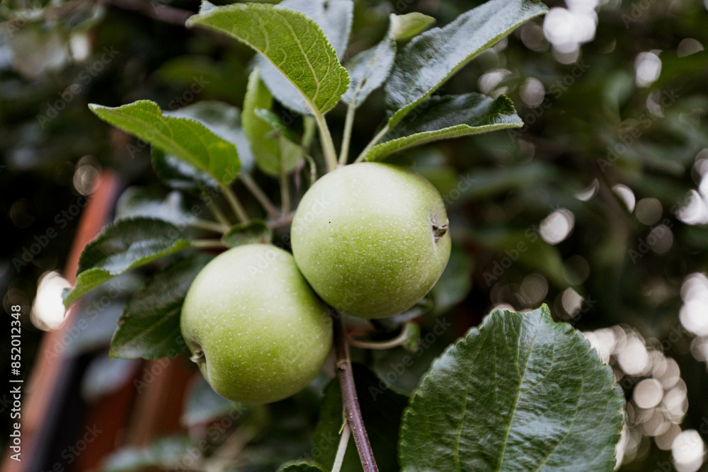Obraz premium Green apples hang on the branches of a tree in the garden.