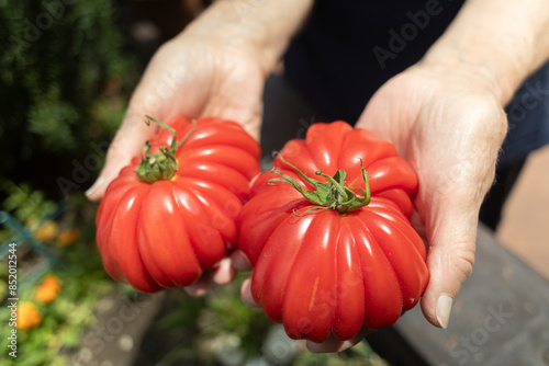 elderly woman holding beefsteak red tomatoes