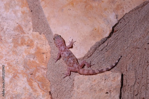 close up of a leaf-toed gecko at night photo