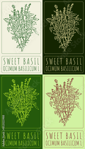 Set of vector drawing GREAT BASIL in various colors. Hand drawn illustration. The Latin name is OCIMUM BASILICUM L.


