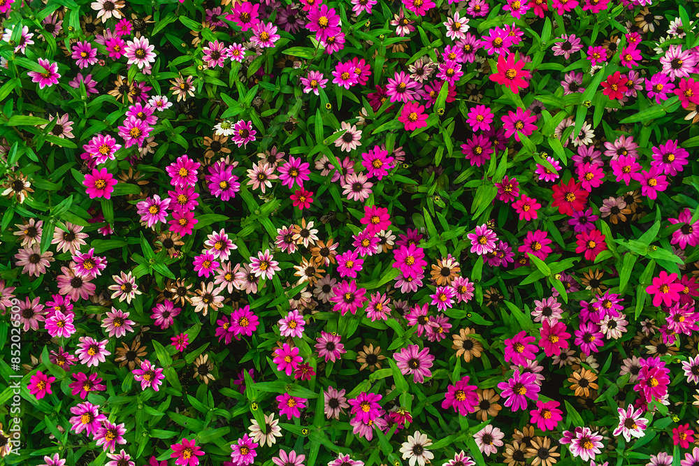 Fototapeta premium Background from many flowers of different colors. Carpet of flowers of different colors and green leaves.