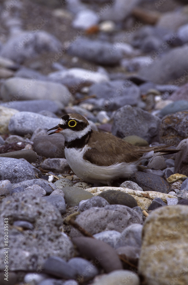 Charadrius dubius corriere piccolo small plover Charadrius dubius corriere piccolo small plover