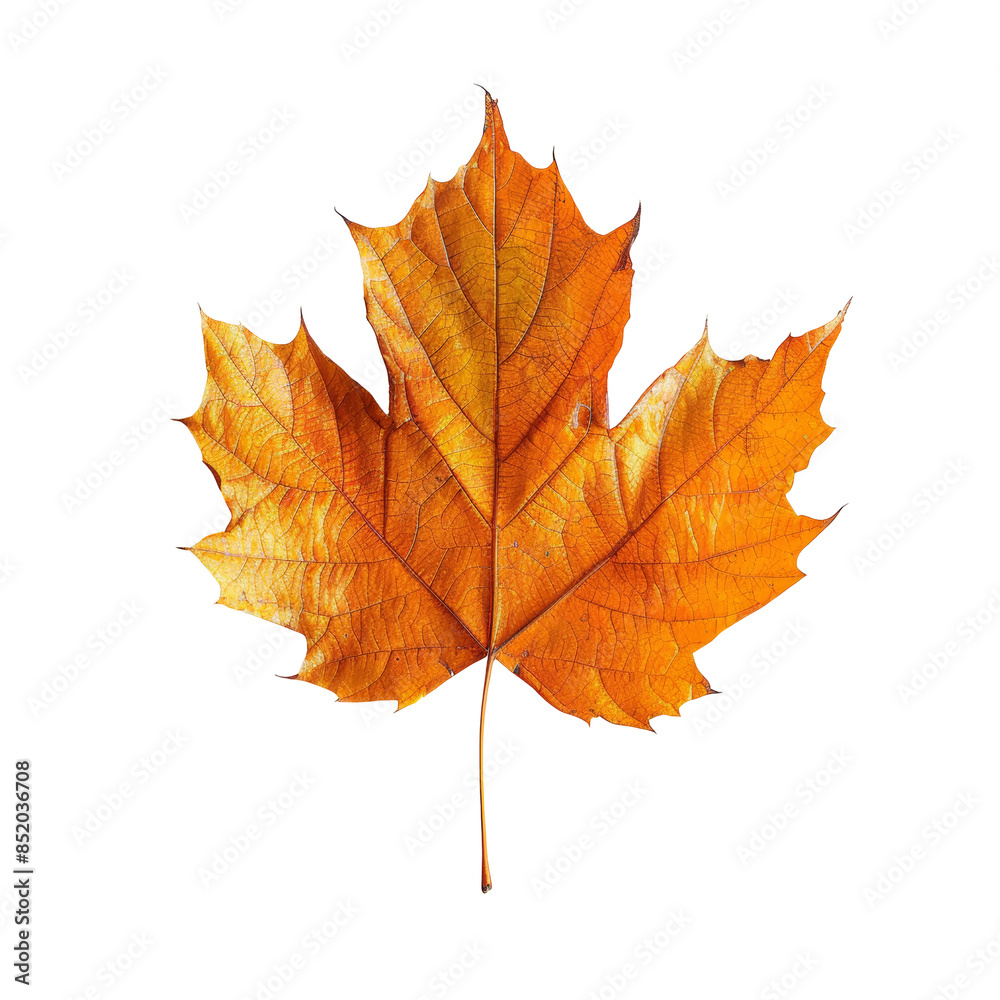 Fototapeta premium Maple Leaf on White Background
