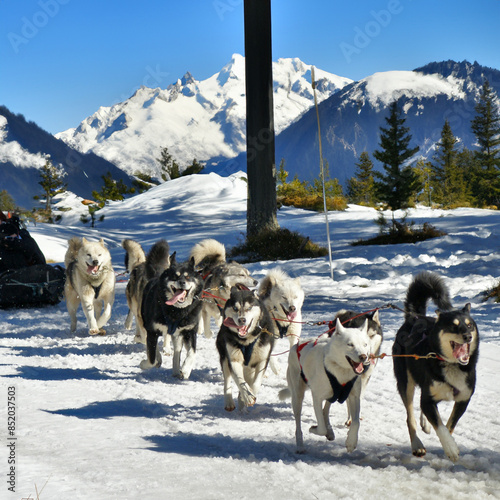 Chiens de traineau et montagnes photo