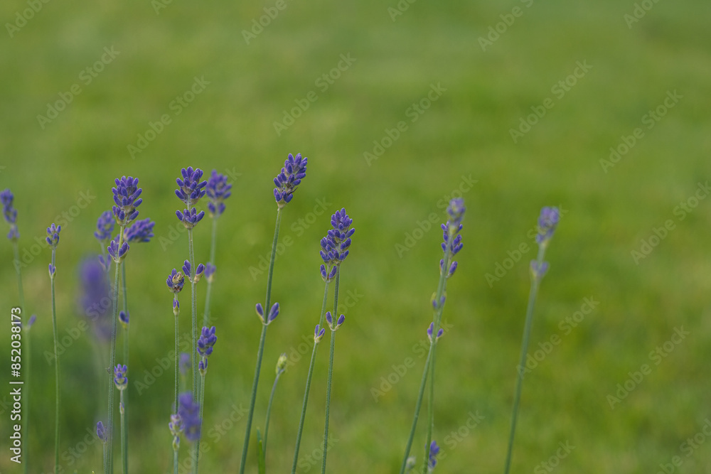 lavender flowers in the garden