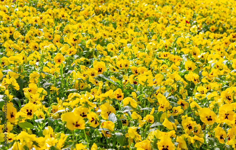 Obraz premium Field of yellow garden pansies or Viola × wittrockiana in full bloom
