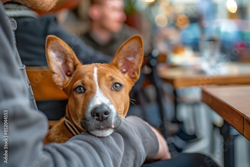 A cute Basenji dog rests its head on its owners arm while sitting at an outdoor cafe