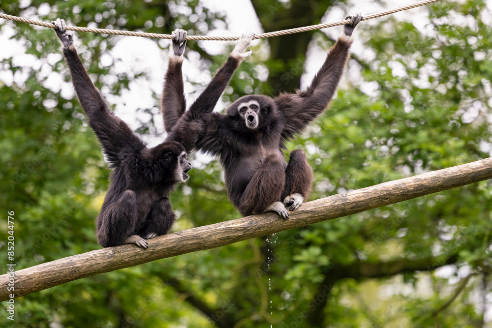 Two white-handed gibbons are sitting on a wooden stick, making a lot of noise. One of them is also urinating Two white-handed gibbons are sitting on a wooden stick, making a lot of noise. One of them is also urinating