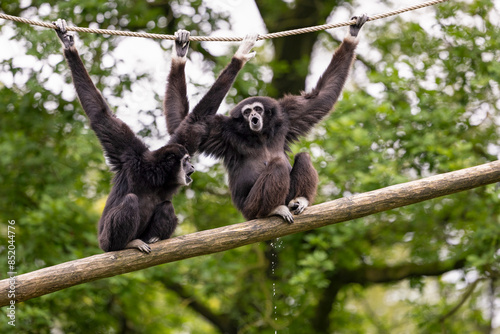 Two white-handed gibbons are sitting on a wooden stick, making a lot of noise. One of them is also urinating