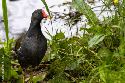 Wallpaper Mural A close-up portrait of a black common moorhen in the reeds surrounding a lake, Scotland Torontodigital.ca