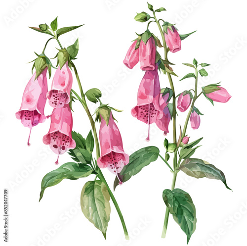 Watercolor painting of a Digitalis, isolated on a white background, Digitalis vector, drawing clipart, Illustration Vector, Graphic Painting, design art, logo