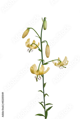 Yellow Lilium martagon or  martagon lily    on a white background