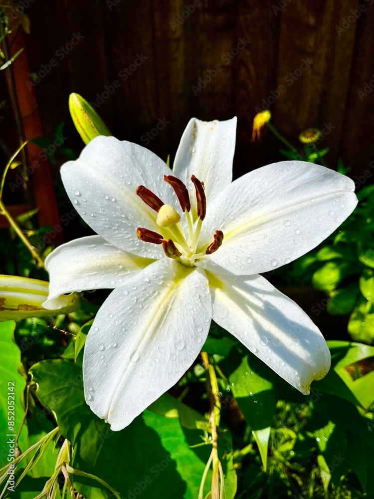Fototapeta premium white lily flower