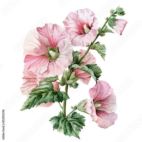 Watercolor drawing of a marshmallow flower (Alcea rosea), isolated on a white background, clipart image, Illustration painting, design art, marshmallow flower vector, Graphic logo, drawing clipart.  photo