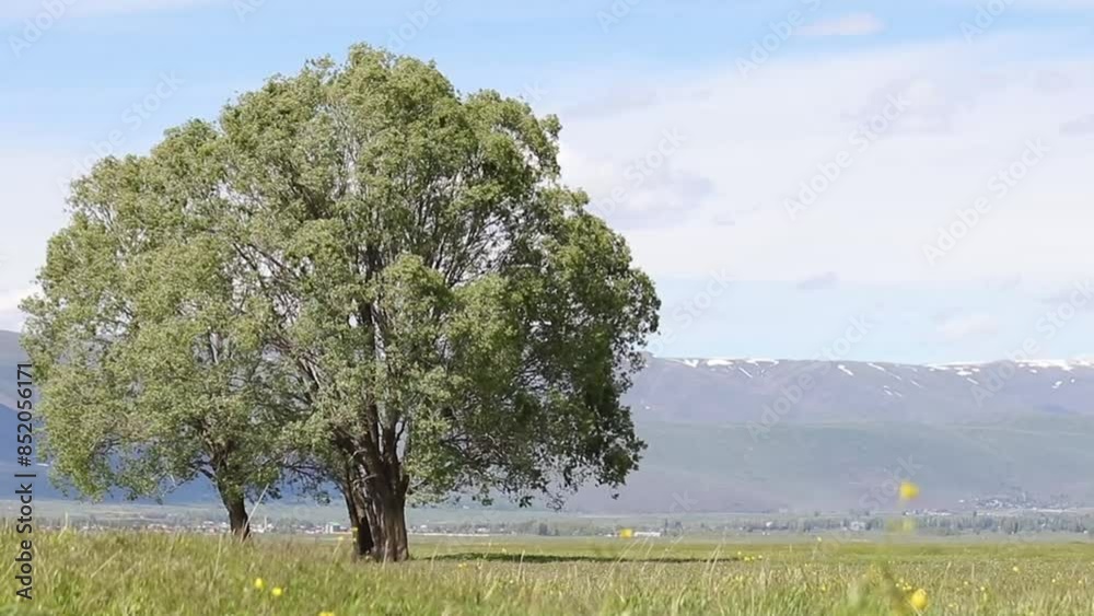 A tree swaying in the spring wind with mountains in the background, symbolizing renewal and strength.