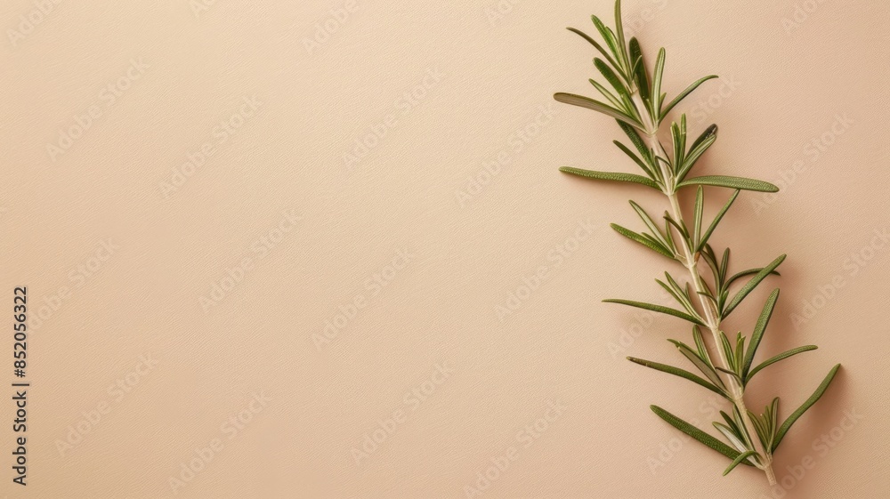 Obraz premium Rosemary sprig on neutral background, minimalistic herbal aesthetic