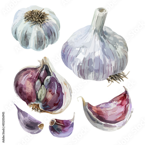Watercolor painting of a garlic set, isolated on a white background, garlic vector, drawing clipart, Illustration Vector, Graphic Painting, design art, logo