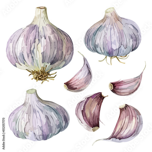Watercolor drawing of a garlic set, isolated on a white background, Illustration painting, garlic vector, drawing, design art, clipart image, Graphic logo