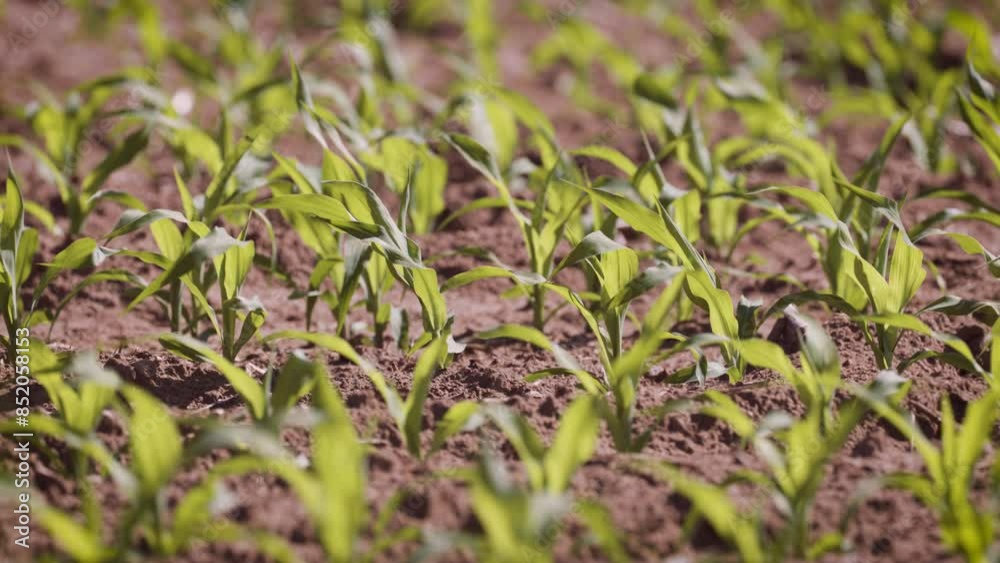 Farm crops in plowed field Farm crops in plowed field