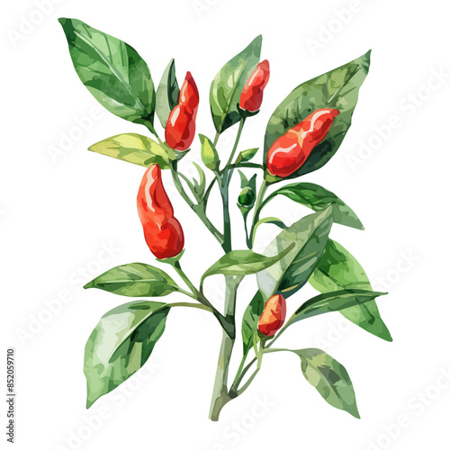 Watercolor Vector painting of a pepper plant, isolated on a white background, pepper plant vector, pepper plant clipart, pepper plant art, pepper plant painting, pepper plant Graphic, drawing clipart.