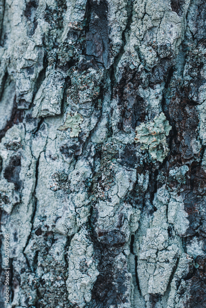 Textured Tree Bark with Moss Textured Tree Bark with Moss