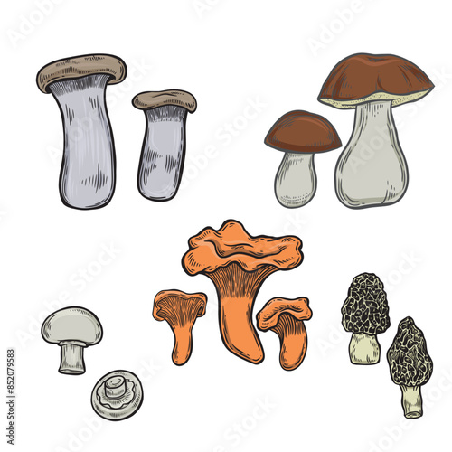 Engraved edible mushrooms vector set isolated on white background.