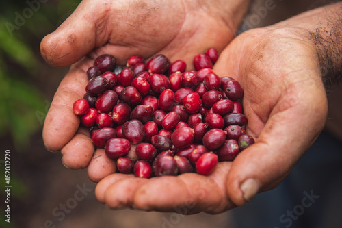 Bilde på lerret Café Robusta Amazonico