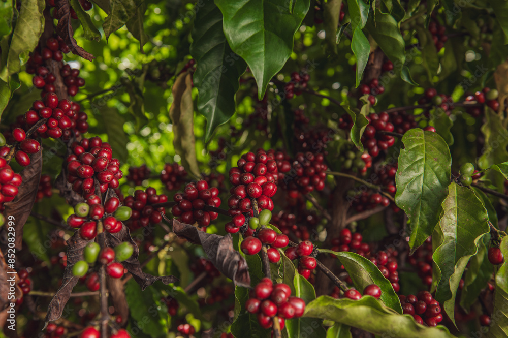 Obraz premium Café Robusta Amazonico