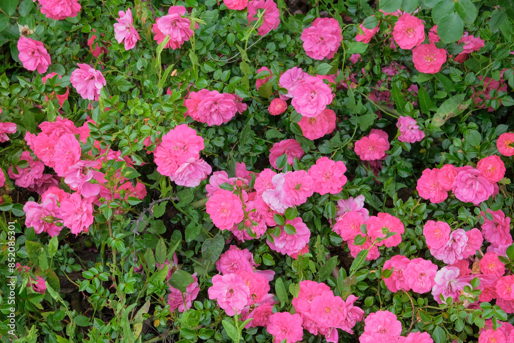 Roses background in flowers garden. Aromatic rose hip flowers bush in garden. Romantic Rose valley. Roses background in flowers garden. Aromatic rose hip flowers bush in garden. Romantic Rose valley.