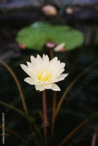 White water lily on the pond.   photo